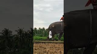 Arjunan vinusworld elephant love elephantsworld animals [upl. by Packton328]