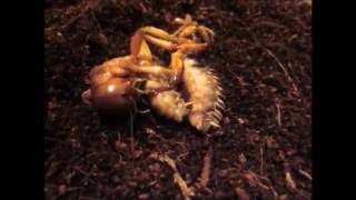 Jerusalem Cricket Mating Attempt 2 [upl. by Atinahs]