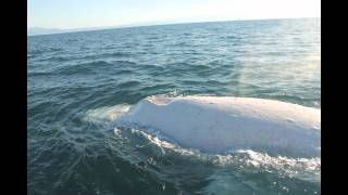 Migaloo the White Whale Encounter [upl. by Annaes333]