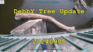 DebbY Tree Update 20240905 [upl. by Rialb563]