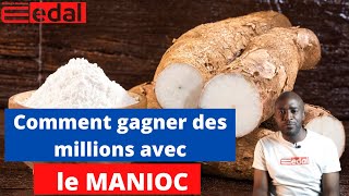 Tout sur le business du manioc en Afrique Edal42 [upl. by Einnov411]