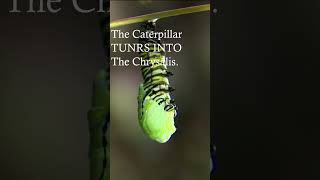 Watch The Amazing Transformation Into A Chrysalis insect [upl. by Caines426]