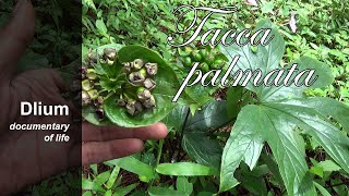 Payungan Tacca palmata  Part 1 [upl. by Dmitri]