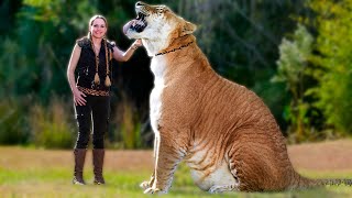 Liger  The Largest Cat in the World Amazing facts about Ligers Most Powerful Big Cat [upl. by Price16]