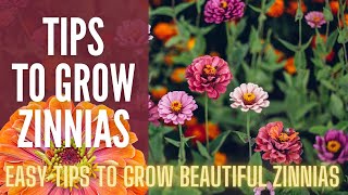 5 Tips To Grow AMAZING Zinnias 🌸🌸🌸  How To Grow Zinnias  Cut Flower Garden [upl. by Idaline851]