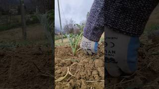 artichoke transplant in asmr satisfying nature agribros agriculture green [upl. by Junette]