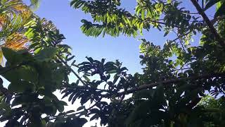 My 5 yo Soursop  Guanabana tree finally produces HUGE 6 lb fruit [upl. by Arondell]