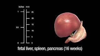 The human liver spleen and pancreas embryonic fetal and adult [upl. by Atinyl]