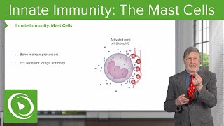 Innate Immunity The Mast Cells [upl. by Mateusz697]