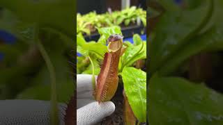 Item Short BE3704  N longifolia carnivorous nepenthes [upl. by Ntisuj]