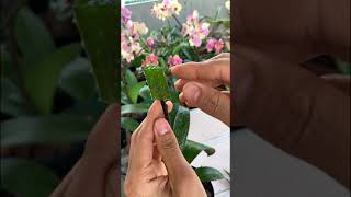 Phalaenopsis orchid cuttings from flower branches [upl. by Rennerb]