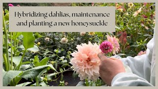 Hand Pollinating Dahlias amp Planting Honeysuckle  PNW zone 8b Flower Farm [upl. by Wu457]