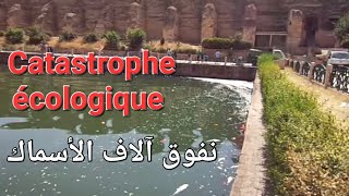 Catastrophe écologique mortelle à Sahrij Swani Meknès [upl. by Paddie]