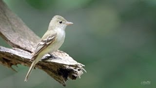 Acadian Flycatcher [upl. by Toby]