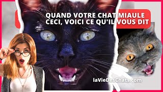 QUAND VOTRE CHAT MIAULE CECI VOICI CE QUIL VOUS DIT [upl. by Gillmore183]