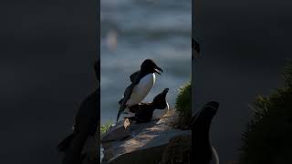 Razorbill Courtship  Minute of Wildlife wildlife nature birds [upl. by Muriah]