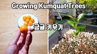 금귤낑깡유주나무 씨앗 발아해서 키우기  Growing kumquat Tree from Seeds in 55 days [upl. by Llenoj666]