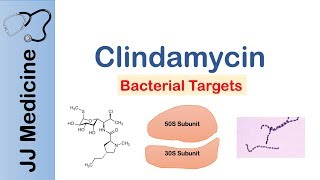 Clindamycin  Bacterial Targets Mechanism of Action Adverse Effects [upl. by Lalita506]