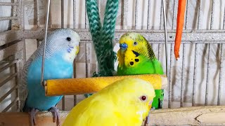 35 Hr Happy Parakeets Eating Singing Playing Budgies Chirping Reduce Stress of lonely Bird Videos [upl. by Haag418]