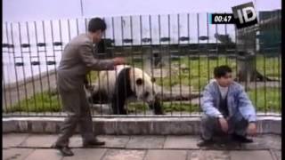 The Amazing Videos  Panda tenta agarrar turista pela grade no zoológico [upl. by Zednanref713]