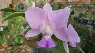 Cattleya walkeriana coerulea Tobias Angel × coerulea Safira [upl. by Ellebasi]