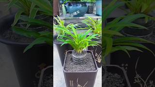 Creative plant growing for home home gardening shorts gadening diy [upl. by Perloff200]