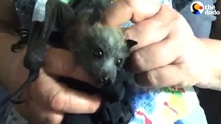 Rescued Baby Bat Is Learning How To Be Wild  The Dodo [upl. by Aihsikal]