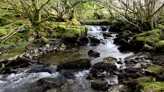 Forest River Nature SoundsMountain Stream Waterfall8 Hr Relaxing Birds amp Water Sounds for Sleeping [upl. by Joella412]