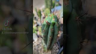 Trichocereus Peru Hybrid quotDawsons 1 x OPquot trichocereus cactus plants nature garden cacti [upl. by Aicram]