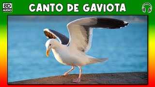 CANTO DE GAVIOTA 🦆 [upl. by Niltag]