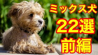 【前編】超絶かわいいミックス犬22選【可愛い犬】 [upl. by Anauqahs]