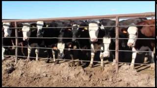 The benefits of crossbreeding dairy cattle ProCross dairyman Ben Andersen Idaho US [upl. by Terchie]