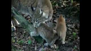 Naissances de lynx au Parc Animalier de SainteCroix  2009 [upl. by Babette]