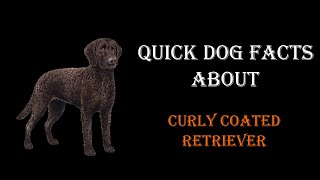 Quick Dog Facts About The Curly Coated Retriever [upl. by Carbrey]