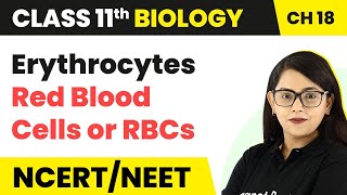 Erythrocytes Red Blood Cells or RBCs  Body Fluids And Circulation  Class 11 Biology [upl. by Ahsiemal]