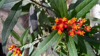 Asclepias curassavica [upl. by Ayardna]