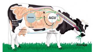 Degradación de Carbohidratos en Rumiantes [upl. by Chaim277]