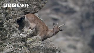 Baby Goats do Parkour to Escape a Leopard  Animal Babies  BBC Earth [upl. by Melbourne]