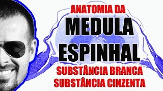 Anatomia da Medula Espinal Substância branca e cinzenta  Sistema Nervoso  VideoAula 091 [upl. by Nit843]