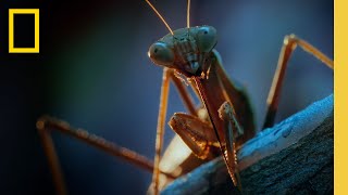 Night Time in the City From a Bugs POV  A Real Bugs Life  National Geographic [upl. by Nelle]