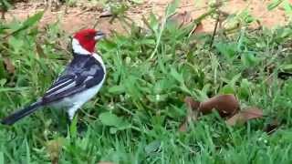 CANTO do CARDEALDONORDESTE PAROARIA DOMINICANA REDCOWLED CARDINAL GALODECAMPINA [upl. by Lothar]