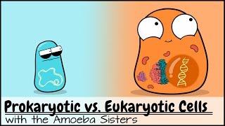 Prokaryotic vs Eukaryotic Cells Updated [upl. by Eltsyek]