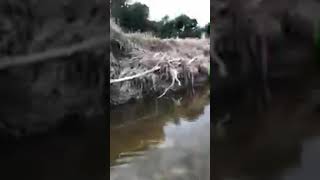 June 2019 Lavaca River Sprayed Herbicides for 5 5 miles in Lavaca County Texas [upl. by Corabella981]