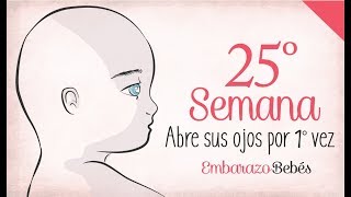 SEMANA 25 de Embarazo  6º Mes  Semana a semana [upl. by Saloma352]