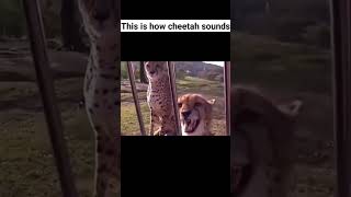 This is how cheetah sounds  shorts [upl. by Ecnirp992]