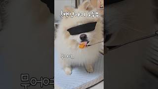 흑백요리사 츄르만5년째 츄르감별사 doglover pomeranian 흑백요리사 funny [upl. by Niamrej]