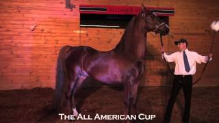 Copper Coins Contender  2013 All American Cup Stallion Tour [upl. by Dorree563]