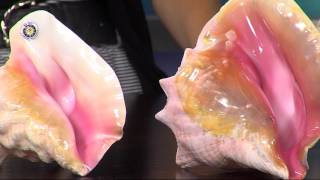 Award Winning Conch Shell Music Maker Jayne of Rehoboth Beach Teaches Us How to Play the Conch [upl. by Stephi]