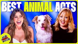 Top 20 Best Animal Acts on Got Talent [upl. by Ronel]