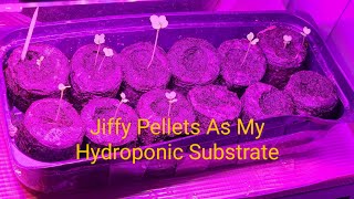 Using Jiffy Pellets As Growing Medium For Hydroponics and Soil [upl. by Thant]